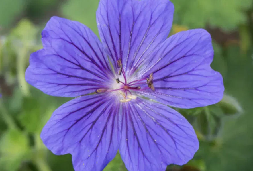 Kakost vznešený 'Rosemoor' - Geranium magnificum 'Rosemoor'