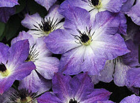 Plamének 'Cloudburst' - Clematis 'Cloudburst'