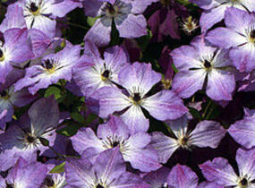 Plamének 'Cloudburst' - Clematis 'Cloudburst'