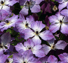 Plamének 'Cloudburst' - Clematis 'Cloudburst'