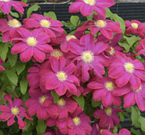 Plamének 'Hoshi-no-flamenco' - Clematis 'Hoshi-no-flamenco'