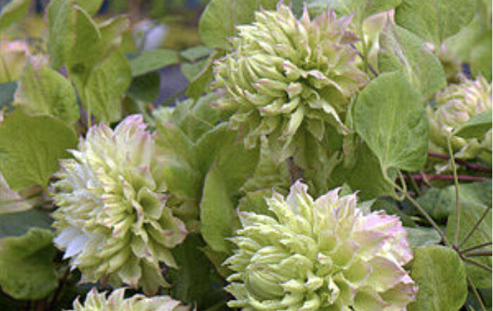 Plamének 'Midori' - Clematis 'Midori'