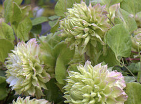 Plamének 'Midori' - Clematis 'Midori'