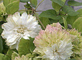 Plamének 'Midori' - Clematis 'Midori'