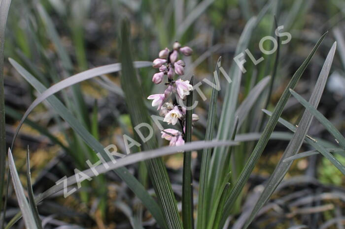 Sedoulek plochostvolý 'Nigrescens' - Ophiopogon planiscapus 'Nigrescens'
