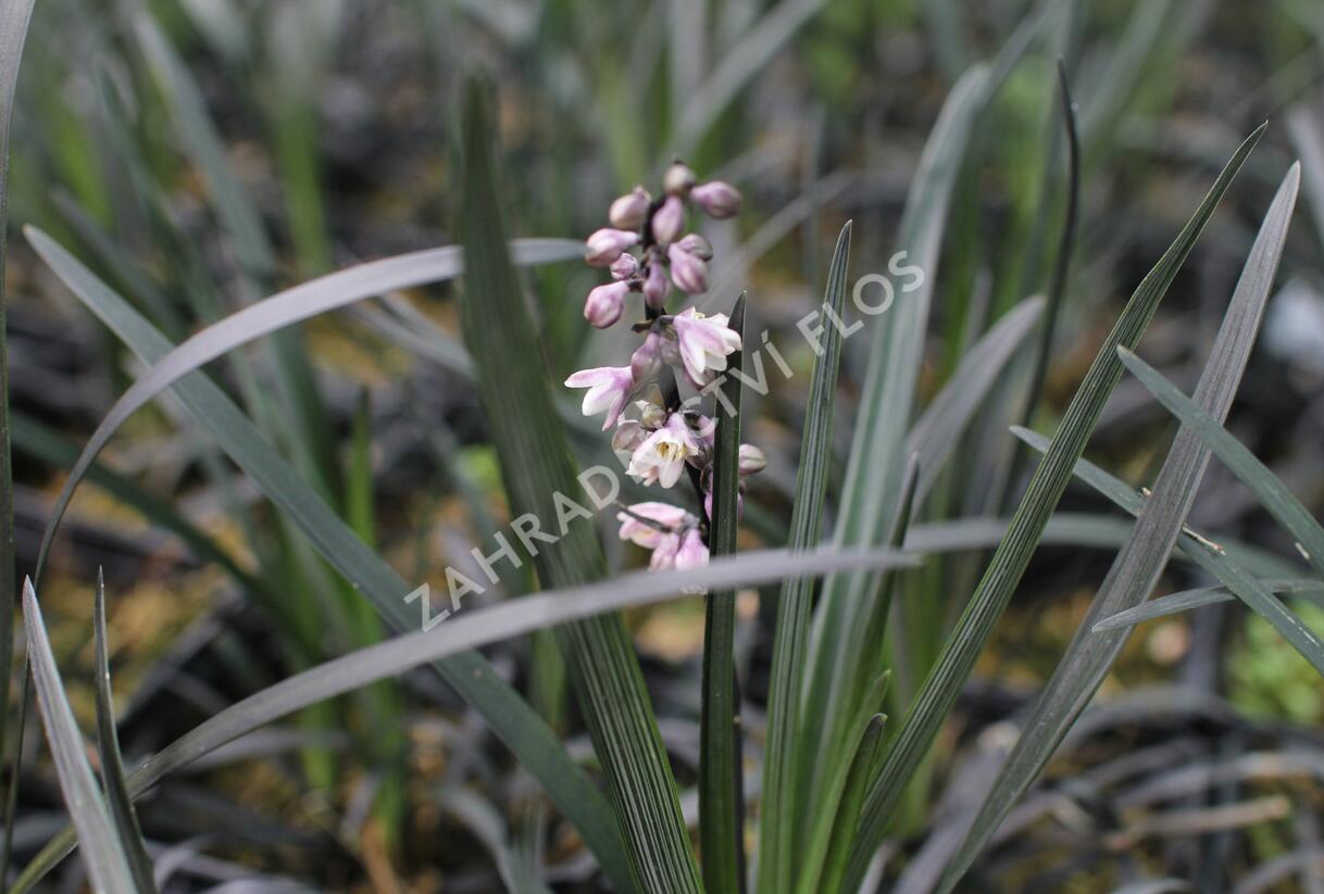Sedoulek plochostvolý 'Nigrescens' - Ophiopogon planiscapus 'Nigrescens'