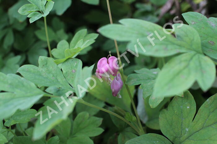 Srdcovka nádherná 'Yellow Leaf' - Dicentra spectabilis 'Yellow Leaf'