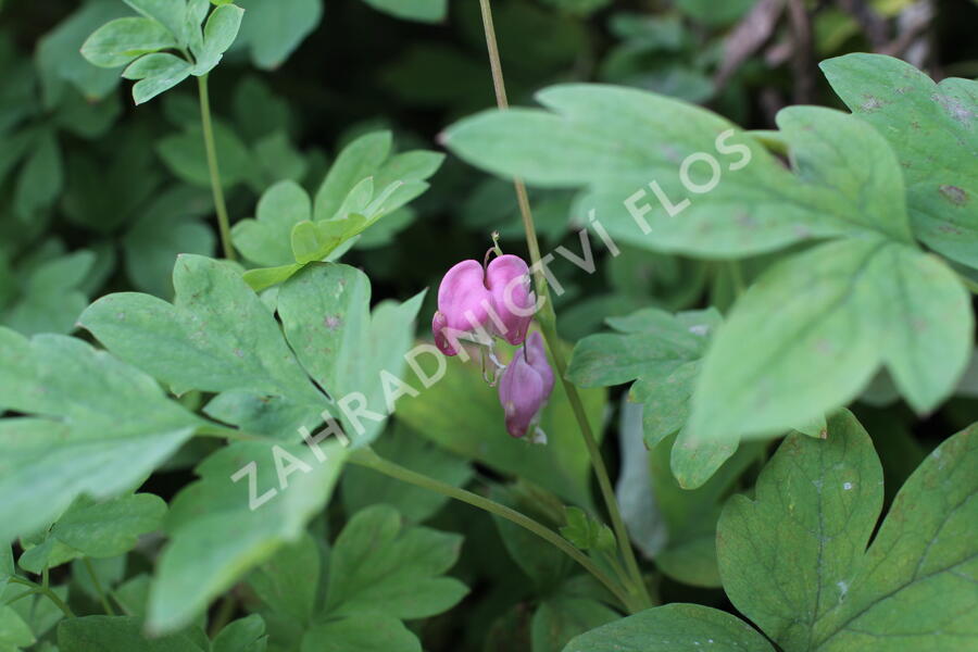 Srdcovka nádherná 'Yellow Leaf' - Dicentra spectabilis 'Yellow Leaf'