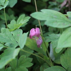 Srdcovka nádherná 'Yellow Leaf' - Dicentra spectabilis 'Yellow Leaf'