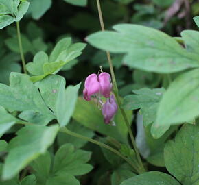Srdcovka nádherná 'Yellow Leaf' - Dicentra spectabilis 'Yellow Leaf'