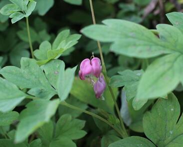 Srdcovka nádherná 'Yellow Leaf'