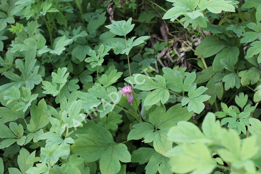 Srdcovka nádherná 'Yellow Leaf' - Dicentra spectabilis 'Yellow Leaf'