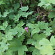 Srdcovka nádherná 'Yellow Leaf' - Dicentra spectabilis 'Yellow Leaf'