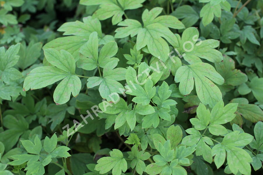 Srdcovka nádherná 'Yellow Leaf' - Dicentra spectabilis 'Yellow Leaf'