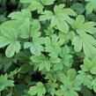Srdcovka nádherná 'Yellow Leaf' - Dicentra spectabilis 'Yellow Leaf'