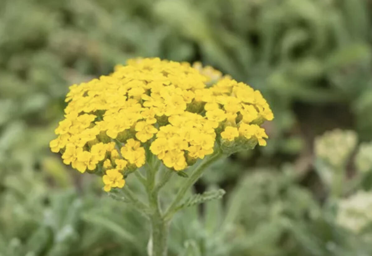 Řebříček plstnatý - Achillea tomentosa