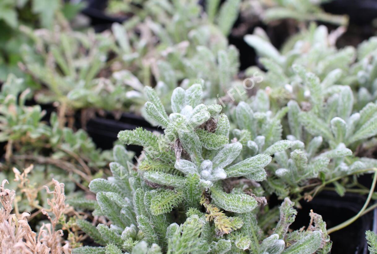 Řebříček plstnatý - Achillea tomentosa