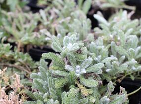 Řebříček plstnatý - Achillea tomentosa