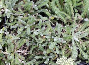 Řebříček plstnatý - Achillea tomentosa
