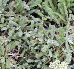 Řebříček plstnatý - Achillea tomentosa