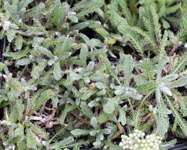 Řebříček plstnatý