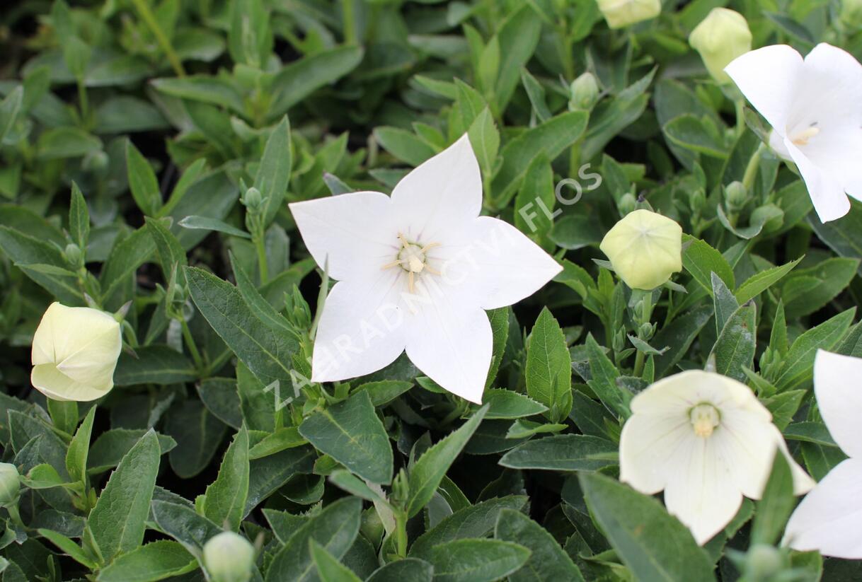 Zvonkovec velkokvětý, boubelka 'Pop Star White' - Platycodon grandiflorus 'Pop Star White'