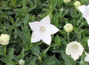 Zvonkovec velkokvětý, boubelka 'Pop Star White' - Platycodon grandiflorus 'Pop Star White'