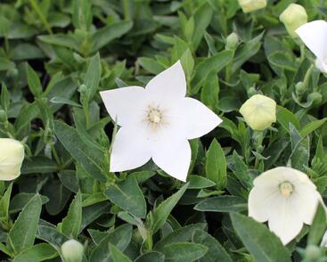 Zvonkovec velkokvětý, boubelka 'Pop Star White'