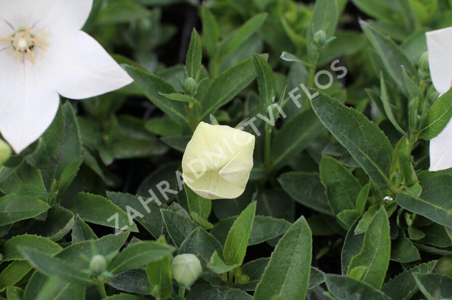 Zvonkovec velkokvětý, boubelka 'Pop Star White' - Platycodon grandiflorus 'Pop Star White'