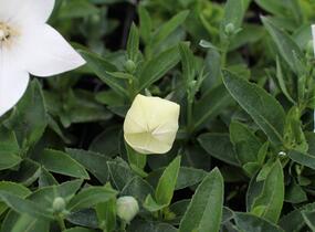 Zvonkovec velkokvětý, boubelka 'Pop Star White' - Platycodon grandiflorus 'Pop Star White'