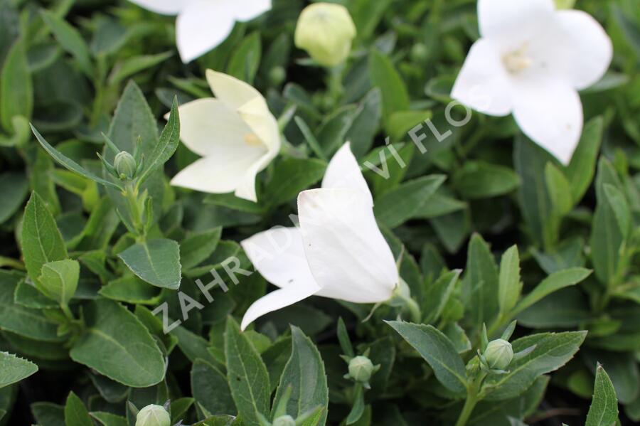 Zvonkovec velkokvětý, boubelka 'Pop Star White' - Platycodon grandiflorus 'Pop Star White'