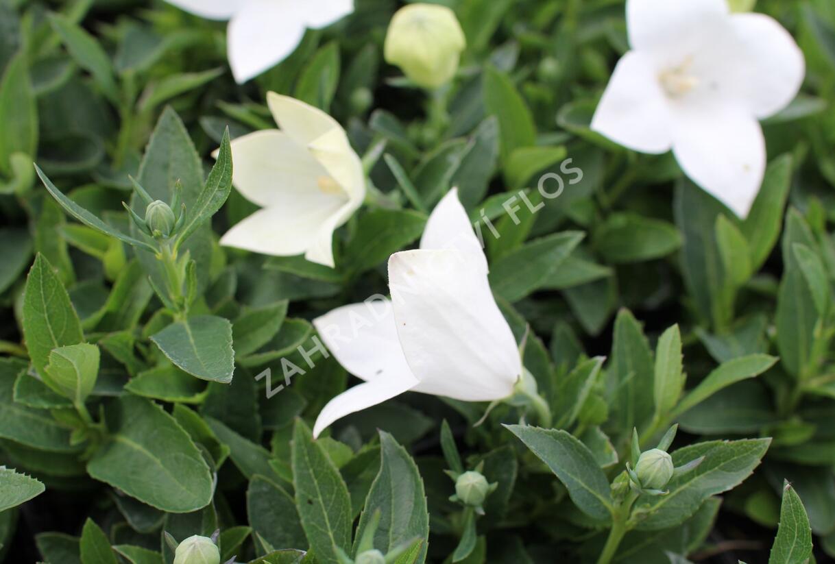 Zvonkovec velkokvětý, boubelka 'Pop Star White' - Platycodon grandiflorus 'Pop Star White'