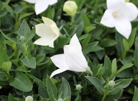 Zvonkovec velkokvětý, boubelka 'Pop Star White' - Platycodon grandiflorus 'Pop Star White'