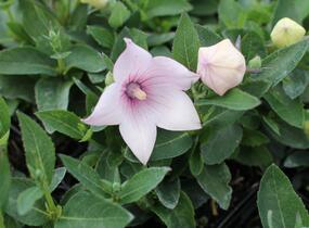 Zvonkovec velkokvětý, boubelka 'Pop Star Pink' - Platycodon grandiflorus 'Pop Star Pink'