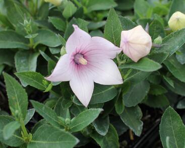 Zvonkovec velkokvětý, boubelka 'Pop Star Pink'