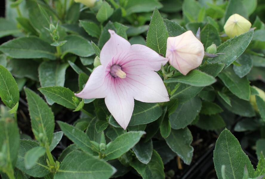 Zvonkovec velkokvětý, boubelka 'Pop Star Pink' - Platycodon grandiflorus 'Pop Star Pink'