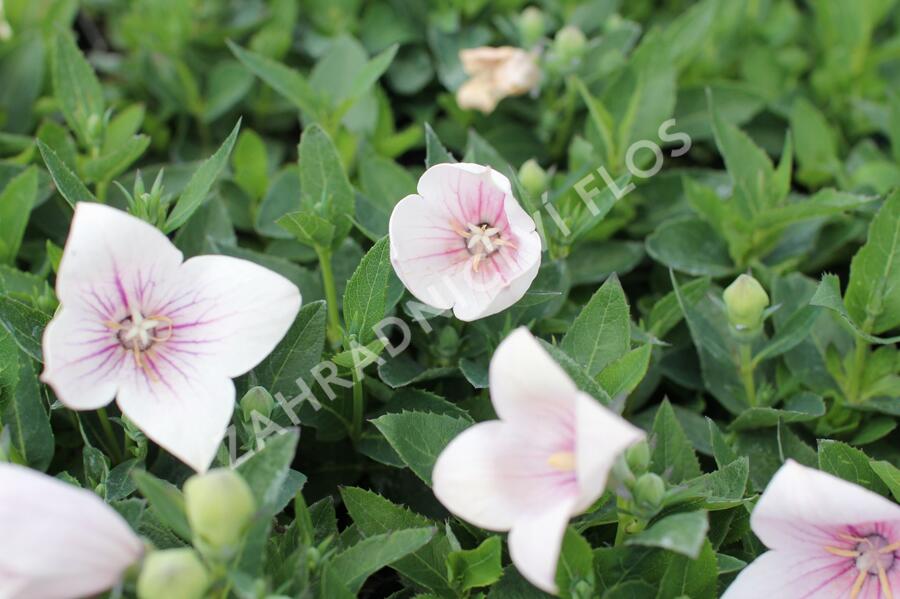 Zvonkovec velkokvětý, boubelka 'Pop Star Pink' - Platycodon grandiflorus 'Pop Star Pink'