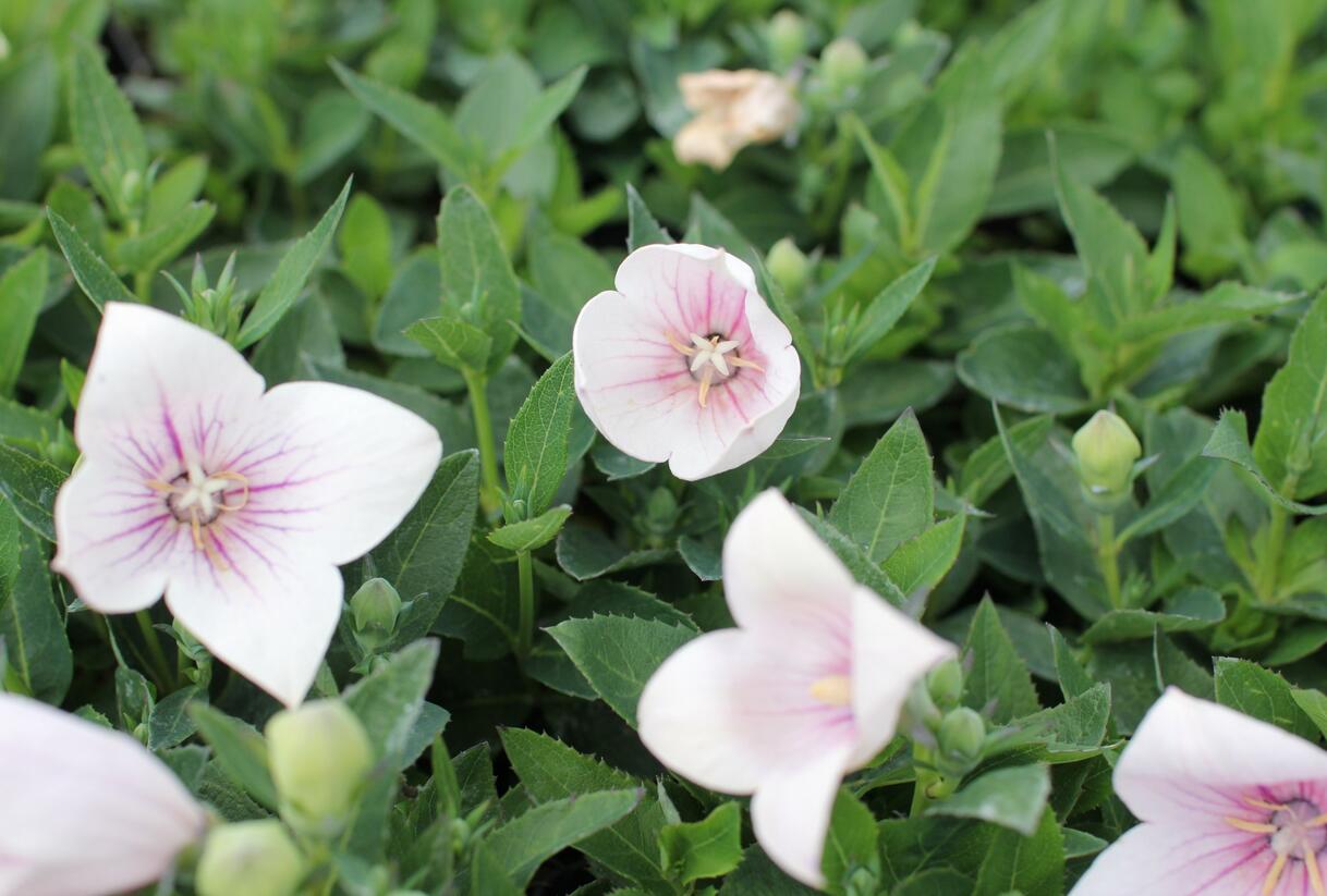 Zvonkovec velkokvětý, boubelka 'Pop Star Pink' - Platycodon grandiflorus 'Pop Star Pink'