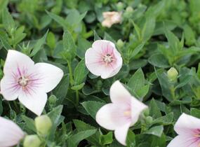 Zvonkovec velkokvětý, boubelka 'Pop Star Pink' - Platycodon grandiflorus 'Pop Star Pink'