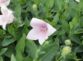 Zvonkovec velkokvětý, boubelka 'Pop Star Pink' - Platycodon grandiflorus 'Pop Star Pink'