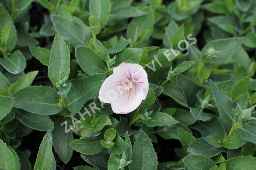 Zvonkovec velkokvětý, boubelka 'Pop Star Pink' - Platycodon grandiflorus 'Pop Star Pink'