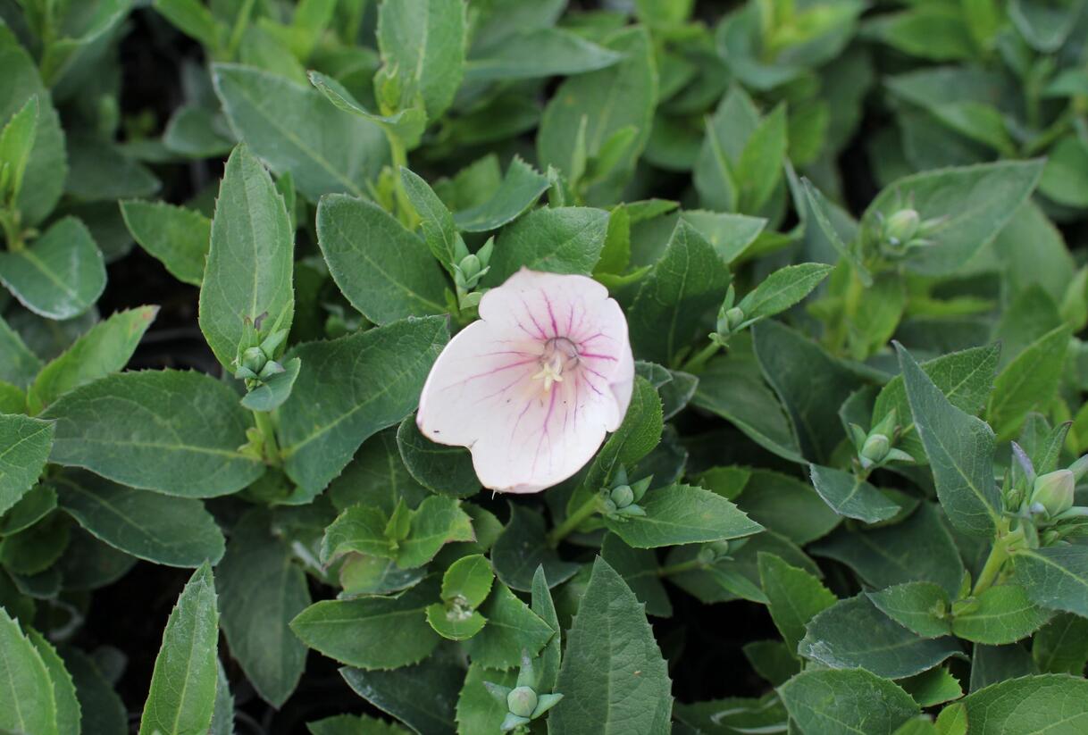 Zvonkovec velkokvětý, boubelka 'Pop Star Pink' - Platycodon grandiflorus 'Pop Star Pink'