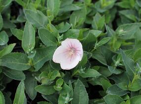 Zvonkovec velkokvětý, boubelka 'Pop Star Pink' - Platycodon grandiflorus 'Pop Star Pink'