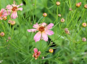 Krásnoočko 'Shades of Rose' - Coreopsis rosea 'Shades of Rose'