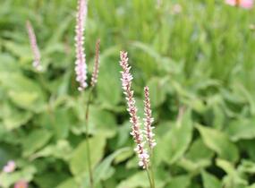 Rdesno objímavé 'JS Misty Morning' - Bistorta amplexicaulis 'JS Misty Morning'