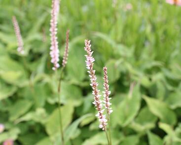 Rdesno objímavé 'JS Misty Morning'