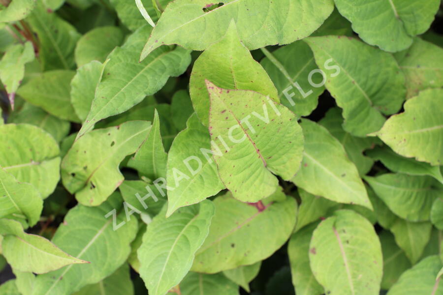 Rdesno objímavé 'JS Misty Morning' - Bistorta amplexicaulis 'JS Misty Morning'