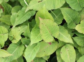 Rdesno objímavé 'JS Misty Morning' - Bistorta amplexicaulis 'JS Misty Morning'