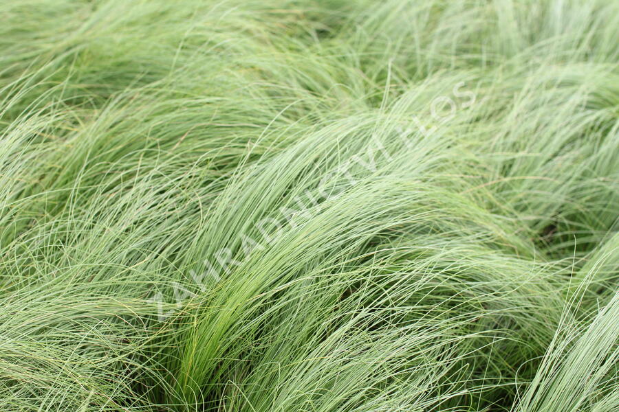 Kavyl péřovitý 'Angelhair' - Stipa tenuissima 'Angelhair'