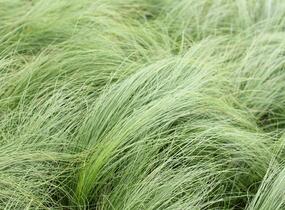 Kavyl péřovitý 'Angelhair' - Stipa tenuissima 'Angelhair'